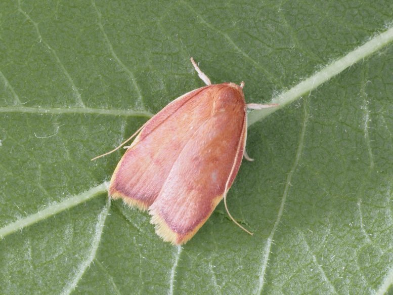 Identifying Inata Moth Species Clearly With AI Recognition