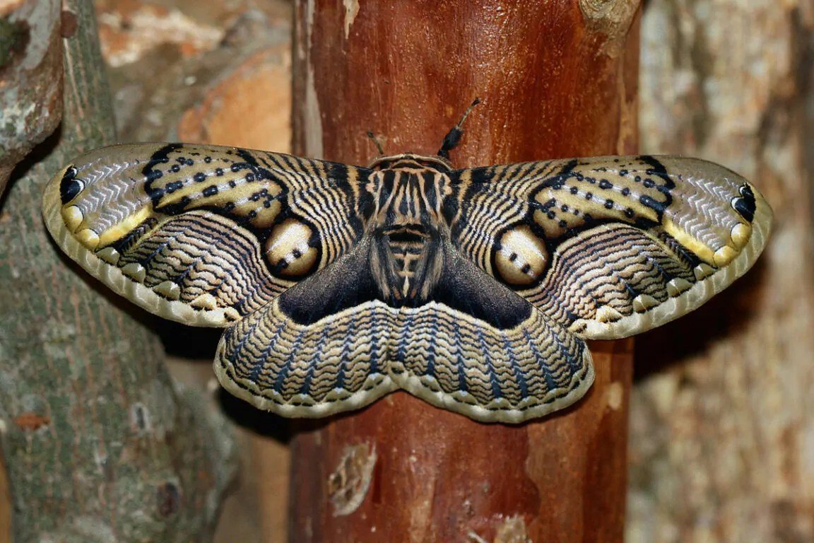 Inata Moths Face Critical Threats, Driving New Conservation Efforts