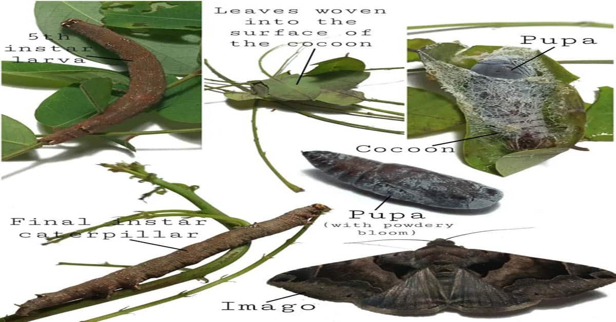 Lifecycle and Biology of Inata Moths Revealed in Detail