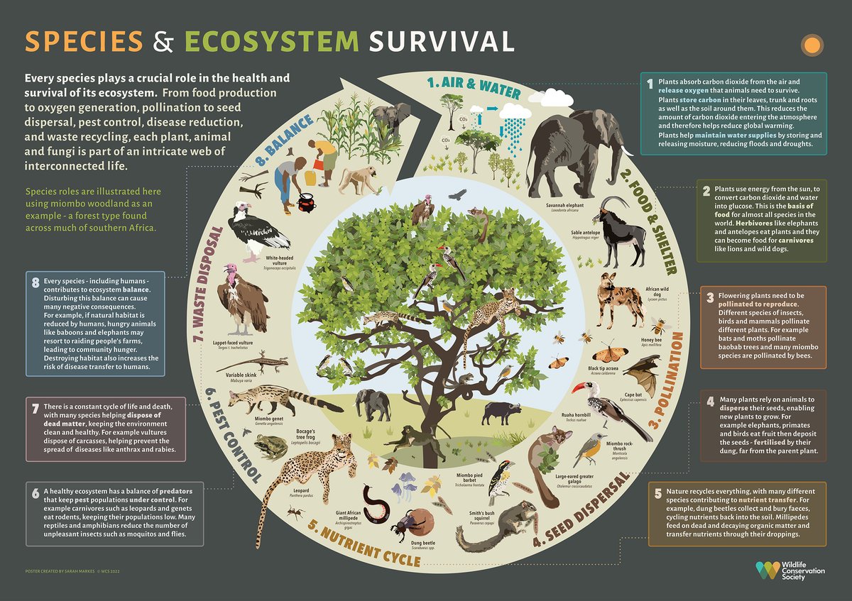 Exploring Species Within the Inata Genuss Biological Classification